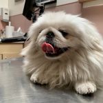 Culver Palms Animal Hospital