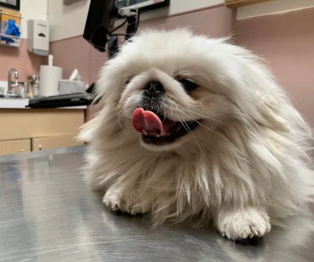 Culver Palms Animal Hospital