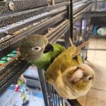 Avian & Exotic Animal Hospital