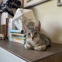 Animal Hospital of South Bay ico