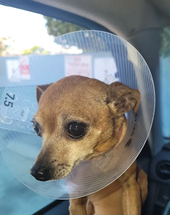 Animal Hospital of South Bay Picture 8