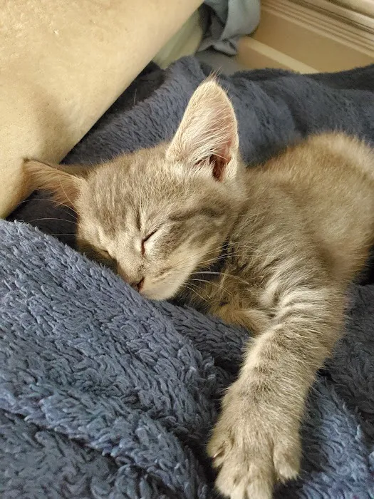VCA Animal Hospitals Urgent Care - Mar Vista Picture 8
