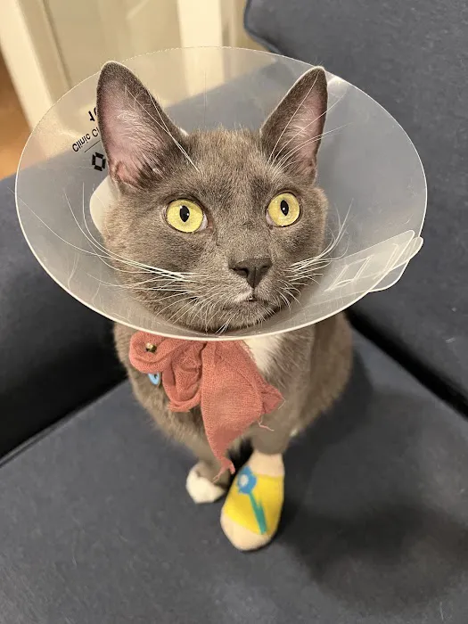 VCA Animal Hospitals Urgent Care - Mar Vista Picture 4