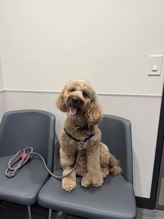 VCA Animal Hospitals Urgent Care - Mar Vista Picture 5