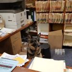 Mar Vista Animal Medical Center