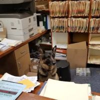 Mar Vista Animal Medical Center ico