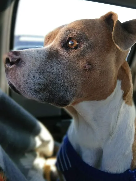 Mar Vista Animal Medical Center Picture 3