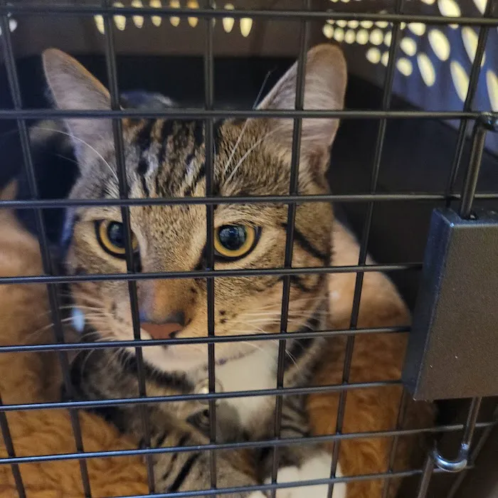 Mar Vista Animal Medical Center Picture 6