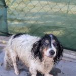 Animal Urgent Care