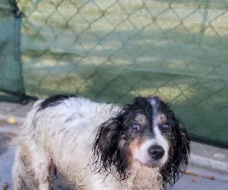 Animal Urgent Care