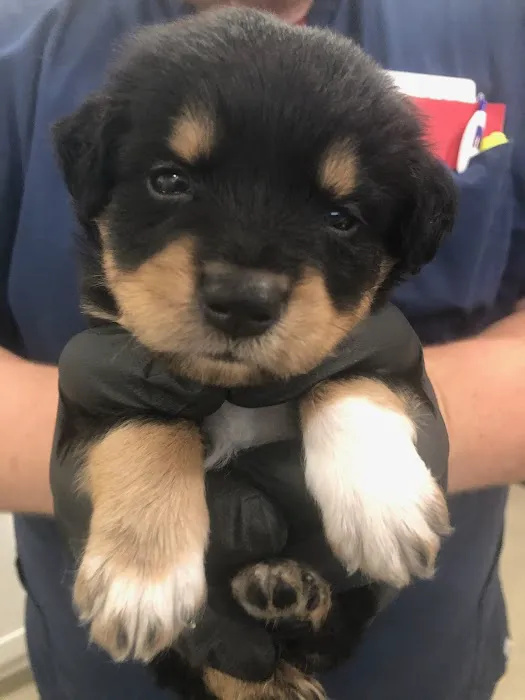 Animal Urgent Care Picture 4