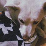 Glenoaks Animal Hospital