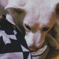 Glenoaks Animal Hospital ico