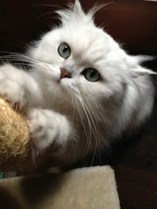 Bastet Cat Hospital, inc. Picture 7