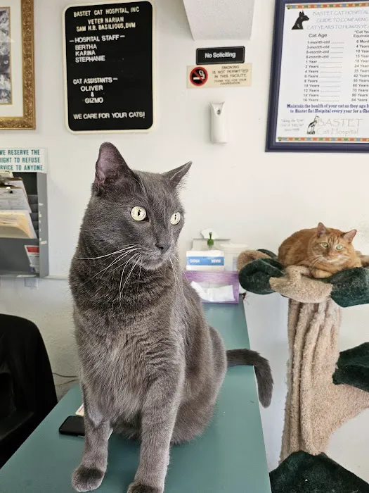 Bastet Cat Hospital, inc. Picture 5