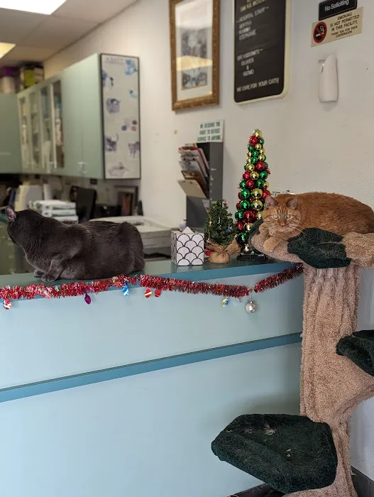 Bastet Cat Hospital, inc. Picture 2