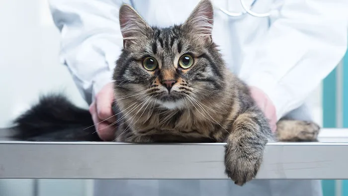 Media City Animal Hospital Picture 1