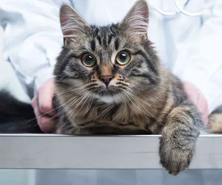 Media City Animal Hospital