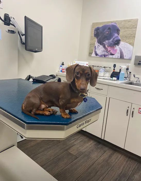 Media City Animal Hospital Picture 2