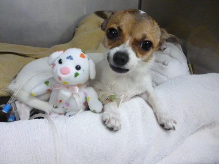 VCA Burbank Animal Hospital Picture 6
