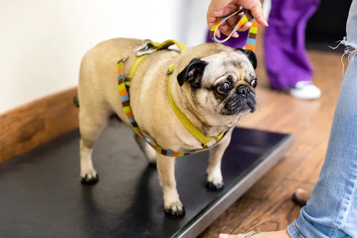 Sierra Madre Animal Hospital Picture 9