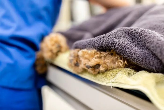 Sierra Madre Animal Hospital Picture 6