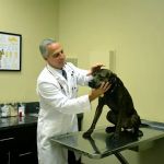 Sierra Madre Animal Hospital