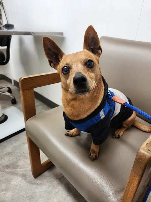 Montebello Veterinary Hospital Picture 2
