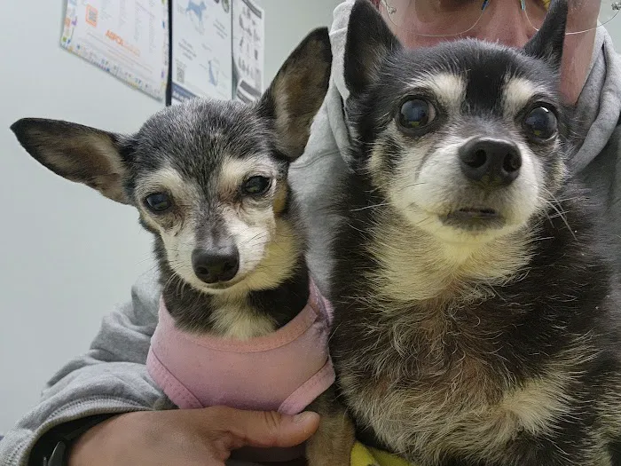 Montebello Veterinary Hospital Picture 4