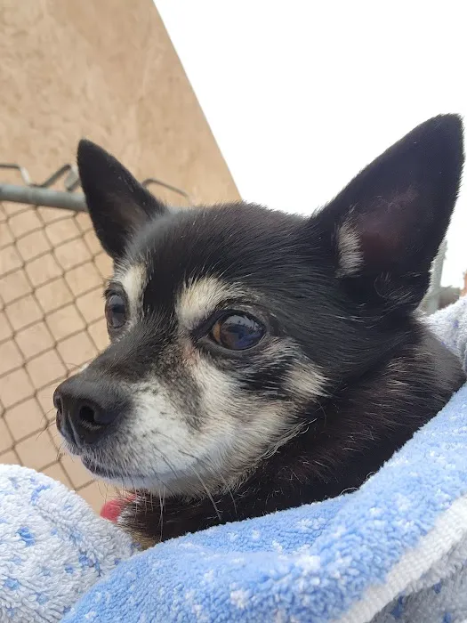 Montebello Veterinary Hospital Picture 3