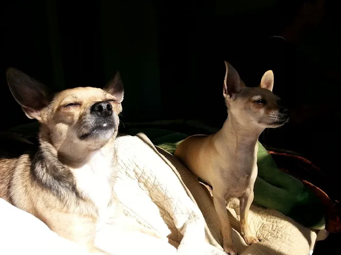East Los Angeles Dog and Cat Hospital Picture 3