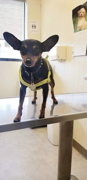 East Los Angeles Dog and Cat Hospital Picture 1