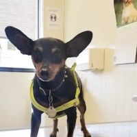 East Los Angeles Dog and Cat Hospital ico