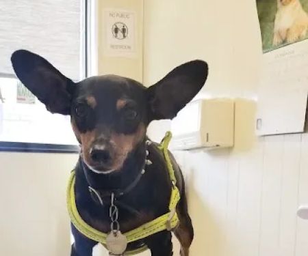 East Los Angeles Dog and Cat Hospital