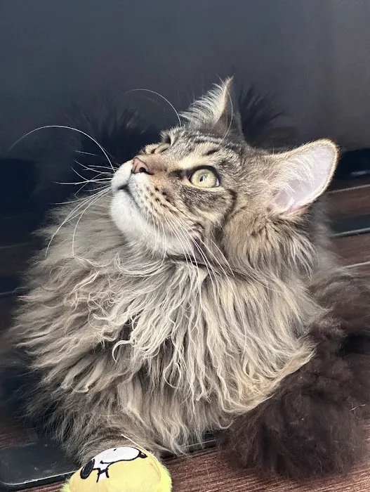LMCooNCat Maine Coons Picture 5