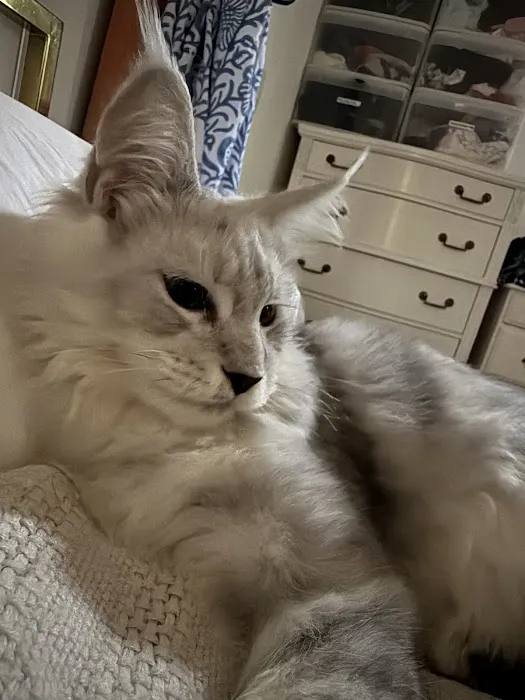 LMCooNCat Maine Coons Picture 2