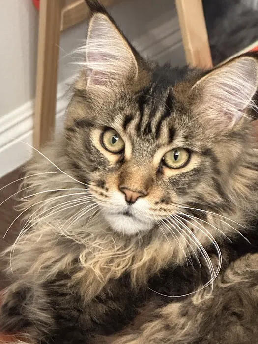 LMCooNCat Maine Coons Picture 8