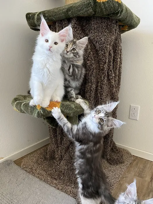 LMCooNCat Maine Coons Picture 6