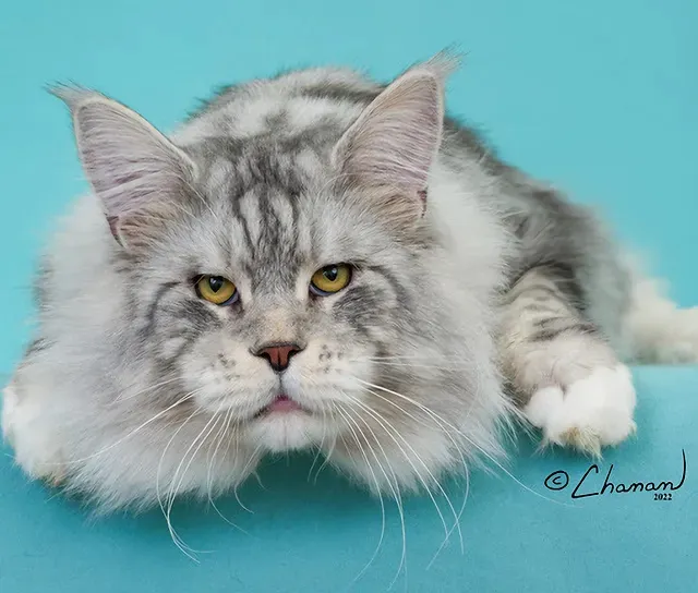 LMCooNCat Maine Coons Picture 7