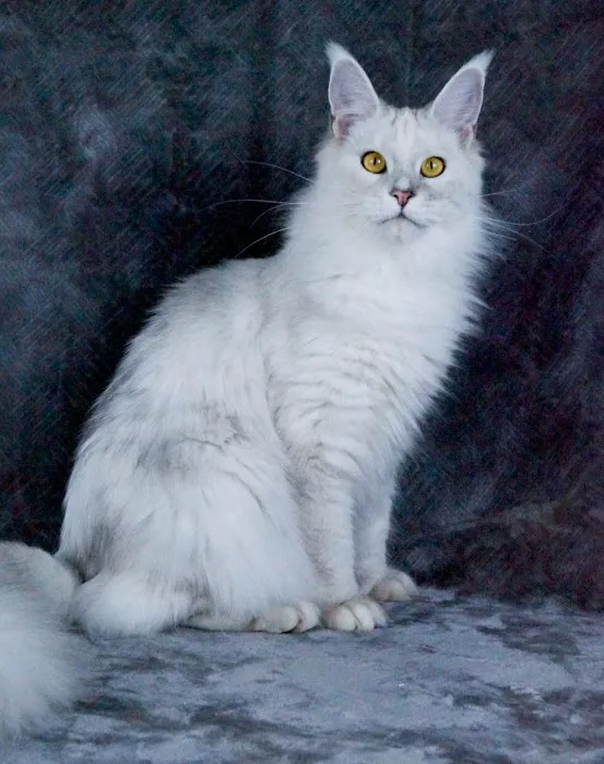 LMCooNCat Maine Coons Picture 10