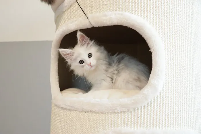 LMCooNCat Maine Coons Picture 1