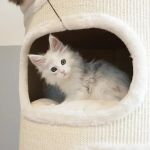 LMCooNCat Maine Coons