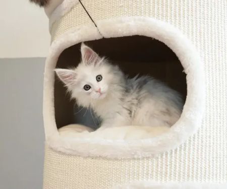 LMCooNCat Maine Coons