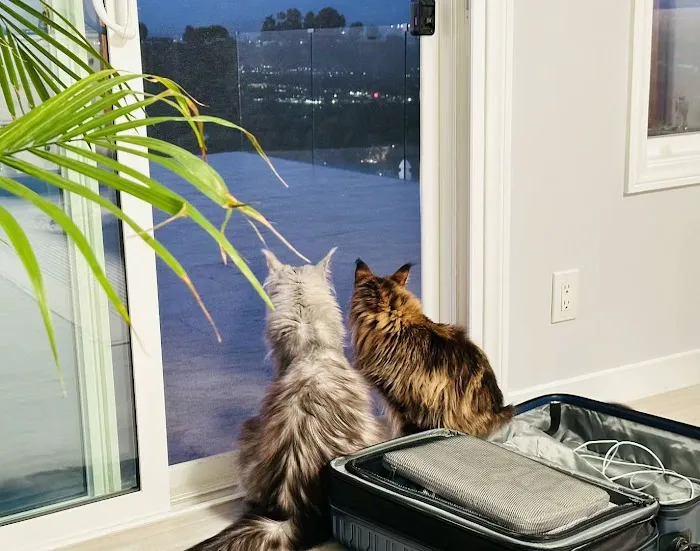 LMCooNCat Maine Coons Picture 4