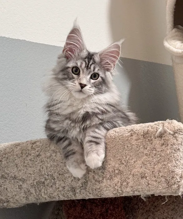 LMCooNCat Maine Coons Picture 9