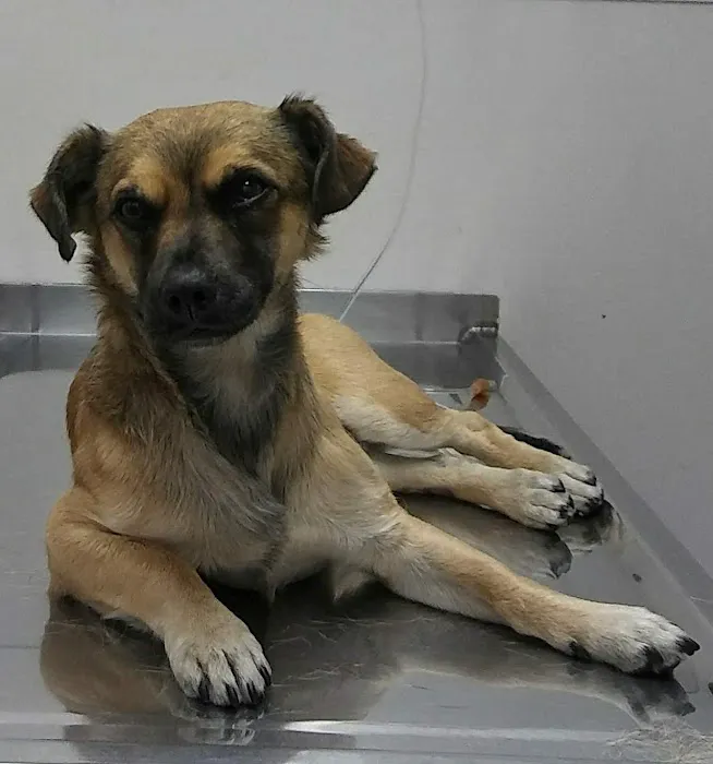 Garvey Pet Hospital Picture 6