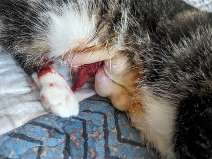 Garvey Pet Hospital Picture 8