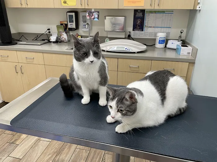 VCA Santa Anita Animal Hospital Picture 8