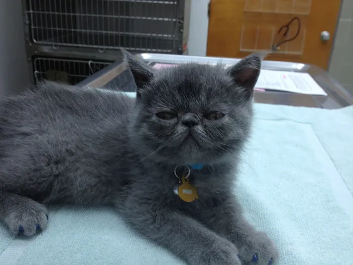 VCA Santa Anita Animal Hospital Picture 1