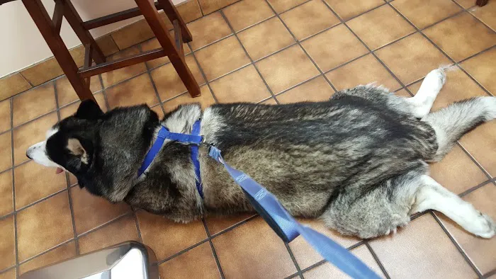 VCA Santa Anita Animal Hospital Picture 4